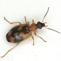 Lebia analis