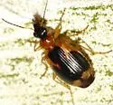 Lebia analis - photo 2