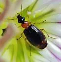 Lebia analis - photo 3