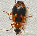 Lebia analis - photo 4