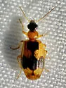 Lebia analis - photo 5