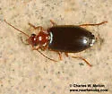 Lebia arizonica
