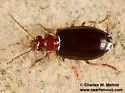 Lebia arizonica - photo 2