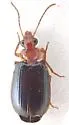 Lebia arizonica - photo 3