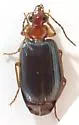 Lebia arizonica - photo 4