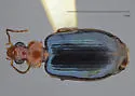 Lebia arizonica - photo 5