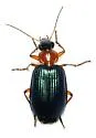 Lebia atriceps