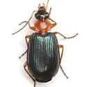 Lebia atriceps - photo 2