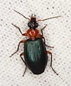 Lebia atriceps - photo 3
