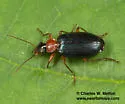 Lebia atriceps - photo 4