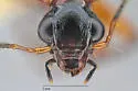 Lebia atriceps - photo 5