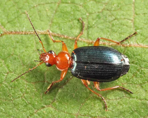 Lebia atriventris