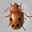 Lebia balli