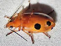 Lebia balli - photo 2