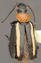 Lebia bilineata