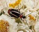 Lebia bilineata - photo 2