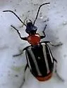 Lebia bilineata - photo 3