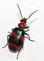 Lebia bitaeniata - photo 2