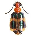 Lebia bitaeniata - photo 3