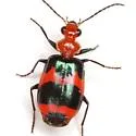 Lebia bitaeniata - photo 4