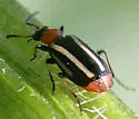 Lebia bivittata - photo 2