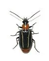 Lebia bivittata - photo 3