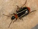Lebia bivittata - photo 4