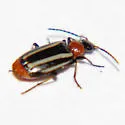 Lebia bivittata - photo 5