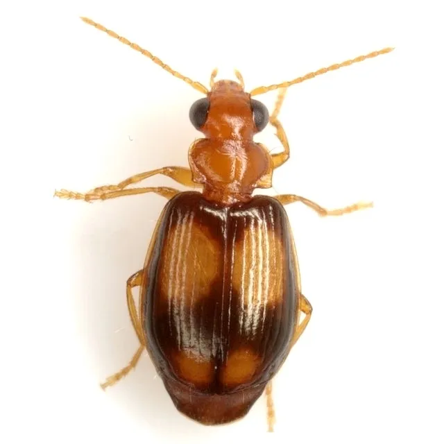 Lebia bumeliae - photo 2