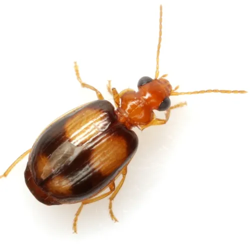 Lebia bumeliae - photo 3