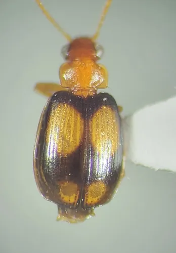 Lebia bumeliae - photo 4