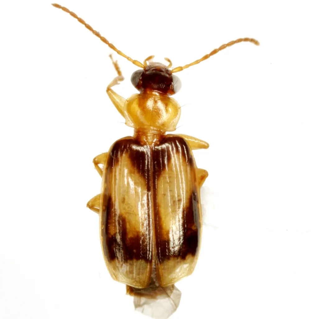 Lebia calliope - photo 2