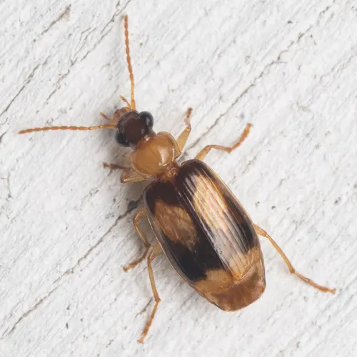 Lebia calliope - photo 3