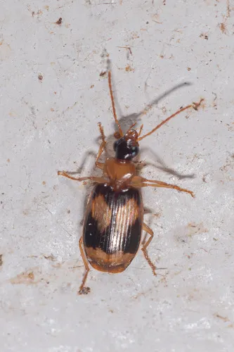 Lebia calliope - photo 4