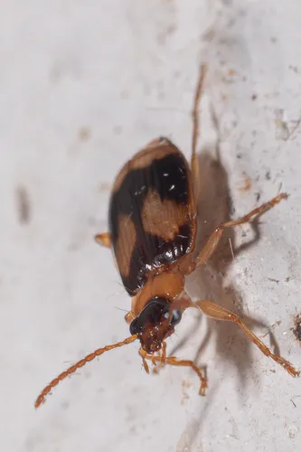 Lebia calliope - photo 5