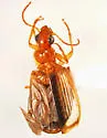 likely pale form of cymindoides from AZ