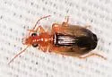likely pale form of cymindoides from AZ - photo 2