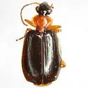 Lebia collaris - photo 2