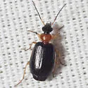 Lebia collaris - photo 3