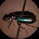 Lebia cyanipennis - photo 2