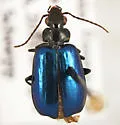 Lebia cyanipennis - photo 3