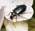 Lebia cyanipennis - photo 4