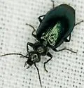 Lebia cyanipennis - photo 5