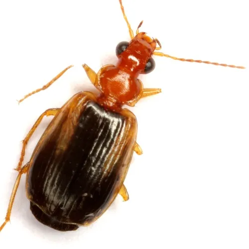 Lebia cymindoides - Lebia cymindoides