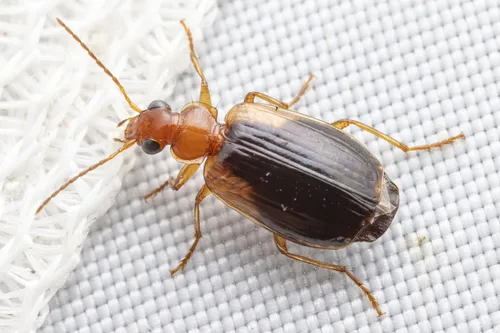 Lebia cymindoides - photo 2