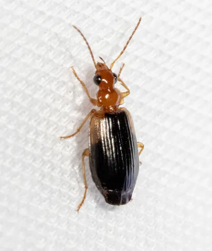 Lebia cymindoides - photo 3