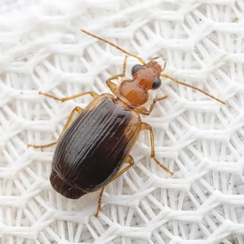 Lebia cymindoides - photo 4