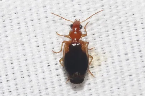 Lebia cymindoides - photo 5
