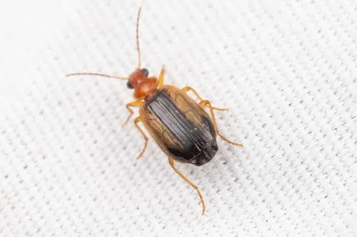Lebia cymindoides - photo 6