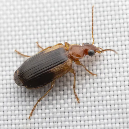 Lebia cymindoides - photo 7
